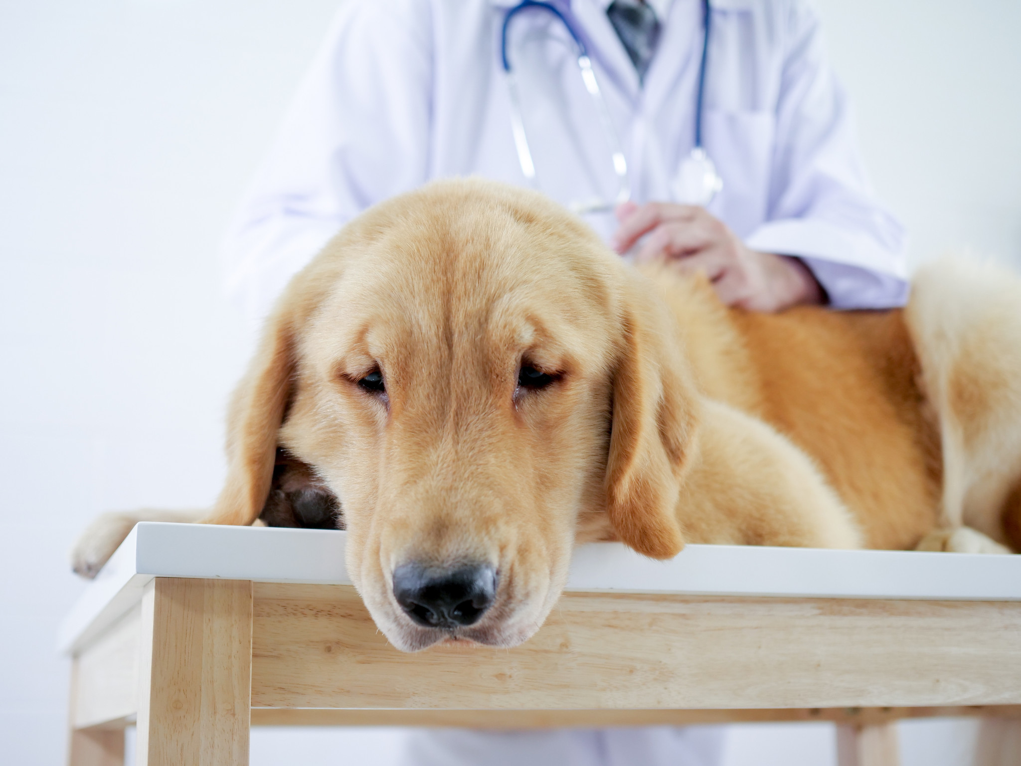Voedingstips Voor Honden Met Een Gevoelige Spijsvertering |  Mijnhondenvoer.Nl - Mijnhondenvoer.Nl