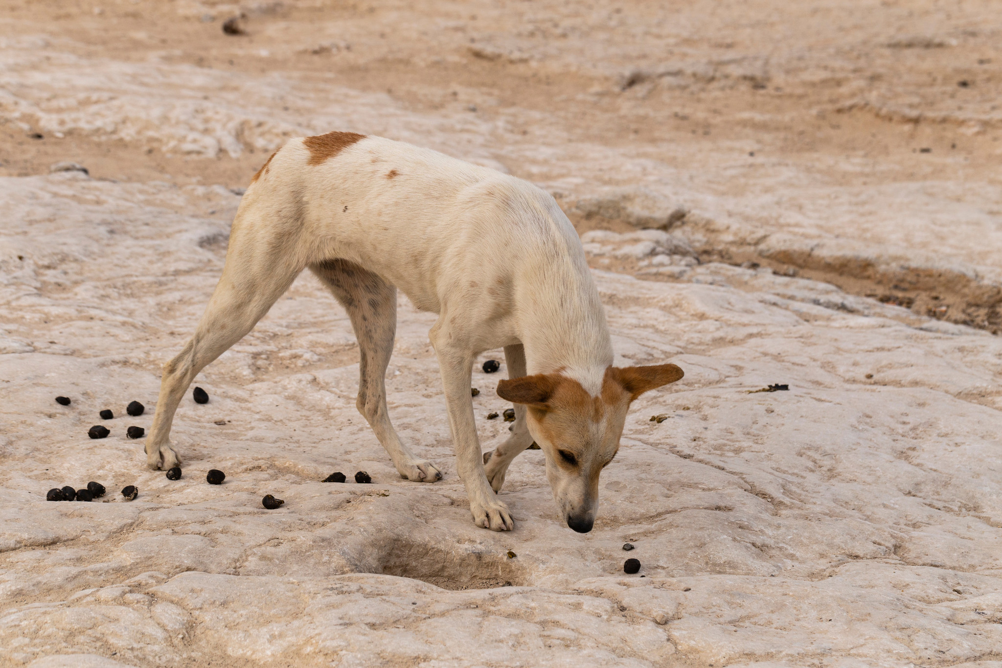 Giardia bij honden Mijnhondenvoer.nl