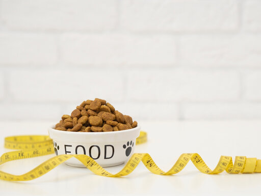Honden voer | Alles wat je moet weten
