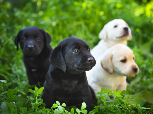 Wat is het beste hondenvoer voor puppies 