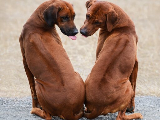 L tryptofaan hond | Hondenvoer voor stressgevoelige honden