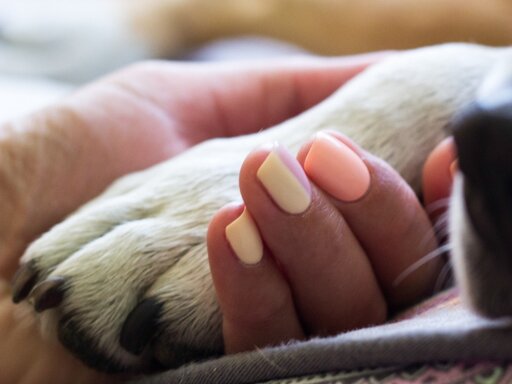 Hond likt en bijt aan zijn poot