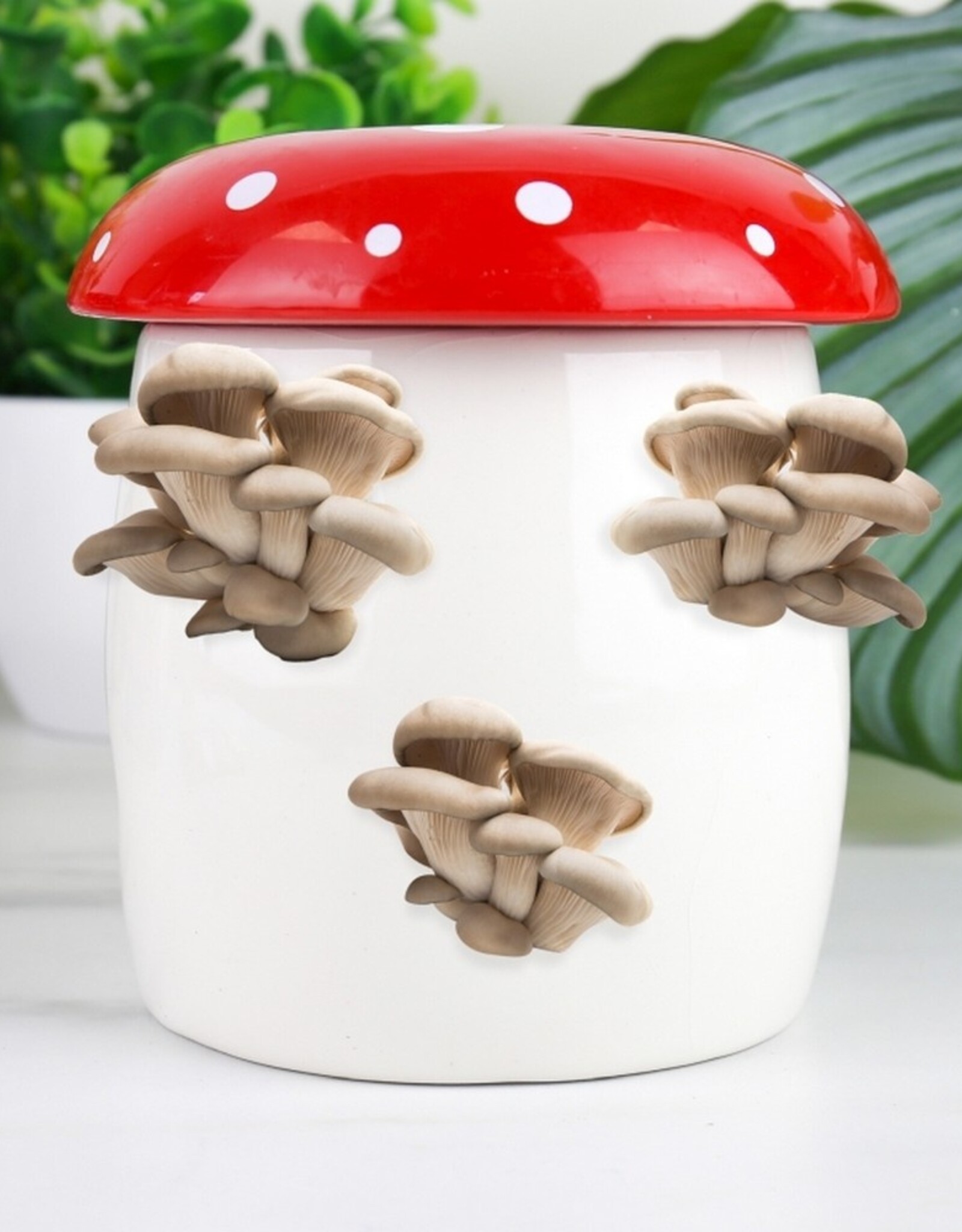 Gift Republic Mushroom Grow Kit