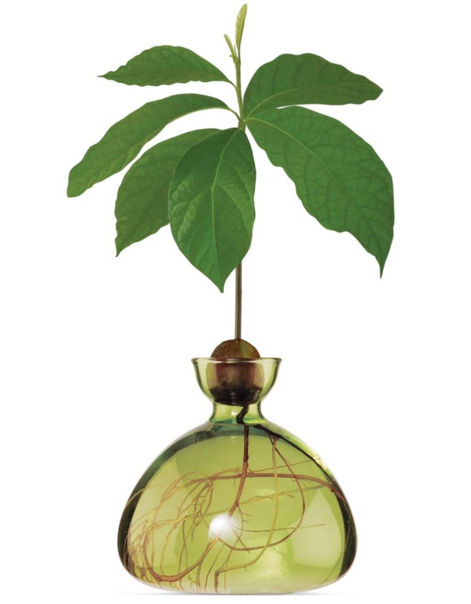 ILEX STUDIO Avocado Vaas Grass Green