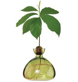 ILEX STUDIO Avocado Vaas Grass Green