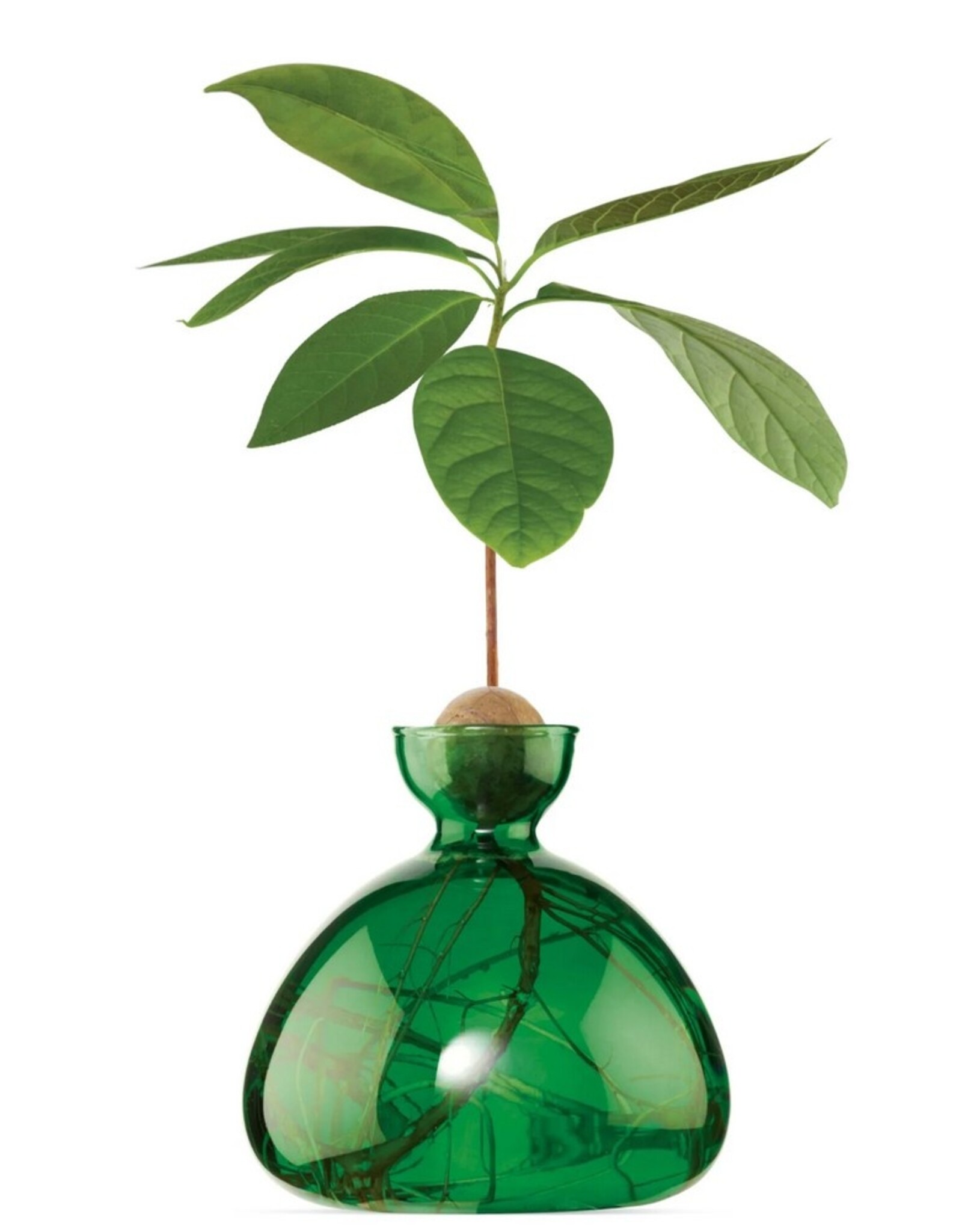 ILEX STUDIO Avocado Vaas Emerald Green