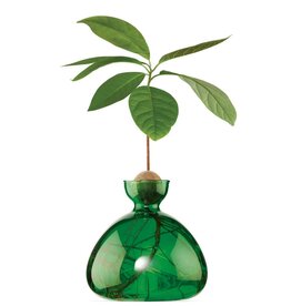 ILEX STUDIO Avocado Vaas Emerald Green