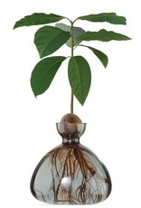 ILEX STUDIO Avocado Vaas Smoke Grey