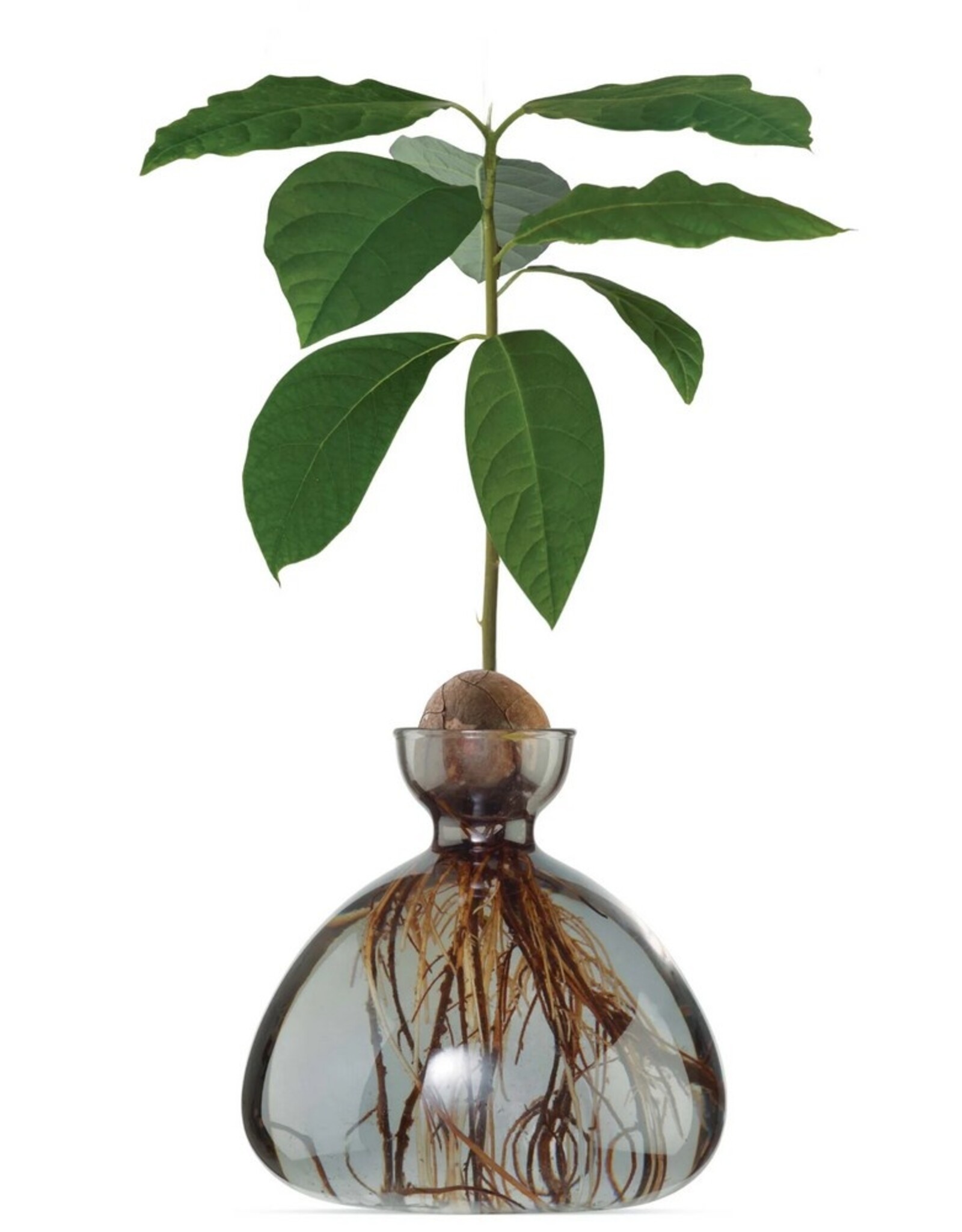ILEX STUDIO Avocado Vaas Smoke Grey