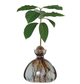 ILEX STUDIO Avocado Vaas Smoke Grey