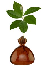 ILEX STUDIO Avocado Vaas Russet Brown