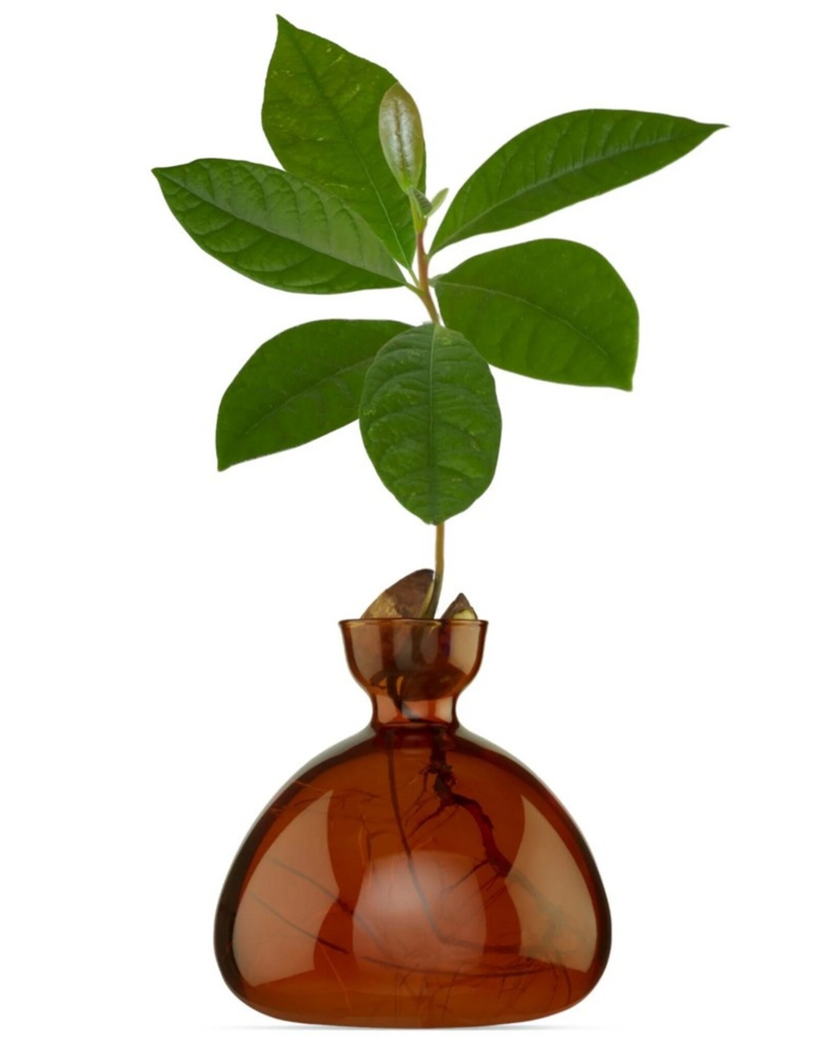 ILEX STUDIO Avocado Vaas Russet Brown
