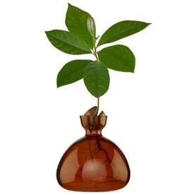 ILEX STUDIO Avocado Vaas Russet Brown