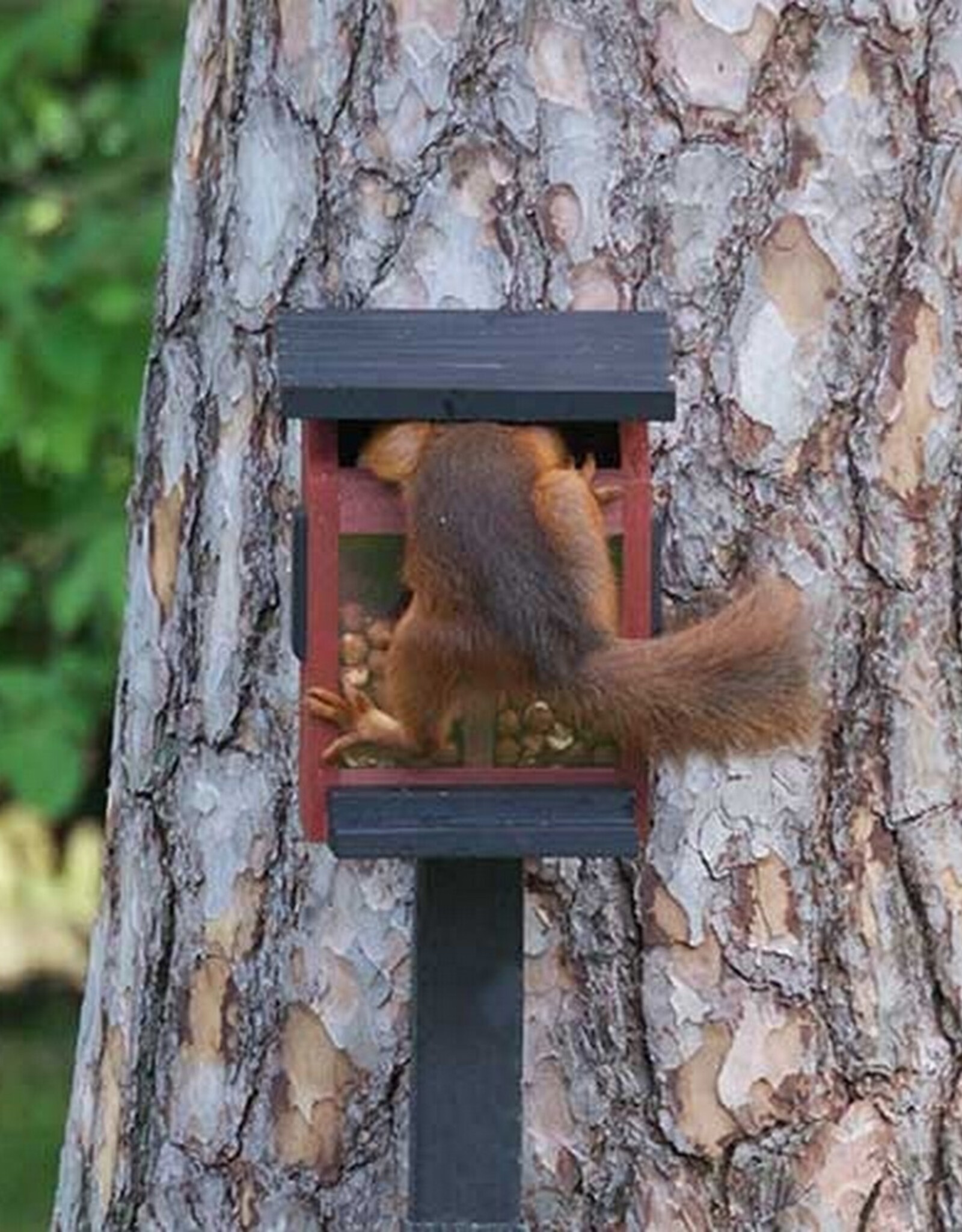Wildlife Garden Voederhuisje Eekhoorn Rood