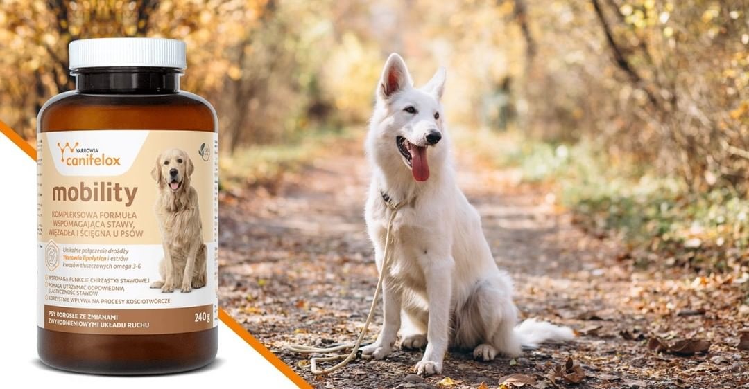 Verstrooien Alstublieft Aardrijkskunde Glucosamine hond | Waarom geef je het? - Hondensupplementen.nl
