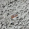 Karhu Karhu Aria 95 Brown Sugar / Aztec F803093 Karhu Karhu Aria 95 Brown Sugar / Aztec F803093