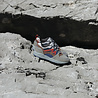 Karhu Karhu Fusion 2.0 Abbey Stone / Beaver Fur F804135 Karhu Karhu Fusion 2.0 Abbey Stone / Beaver Fur F804135