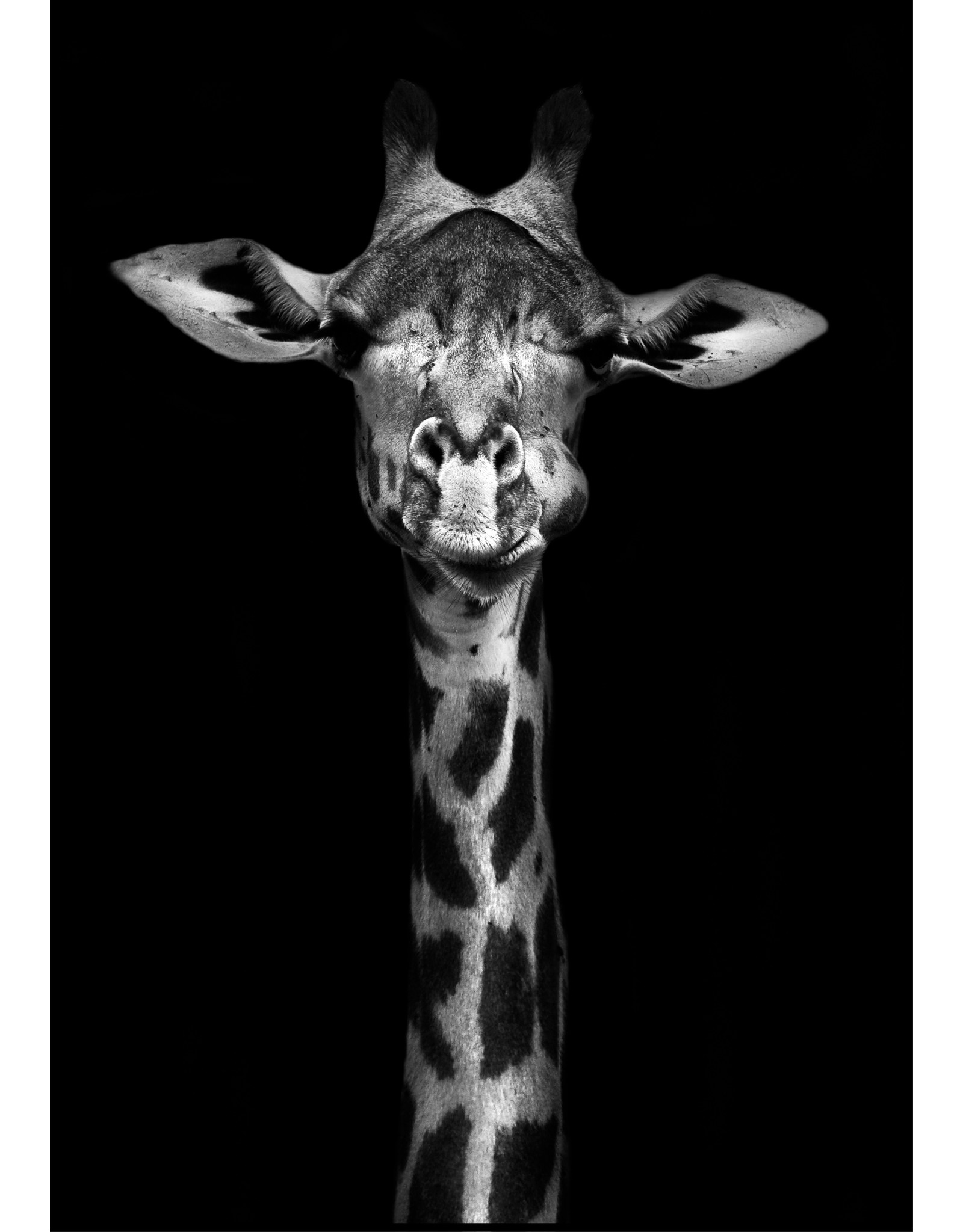 Dunnebier Home Poster Giraffe zwart