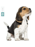 Dunnebier Home Muursticker Beagle pup