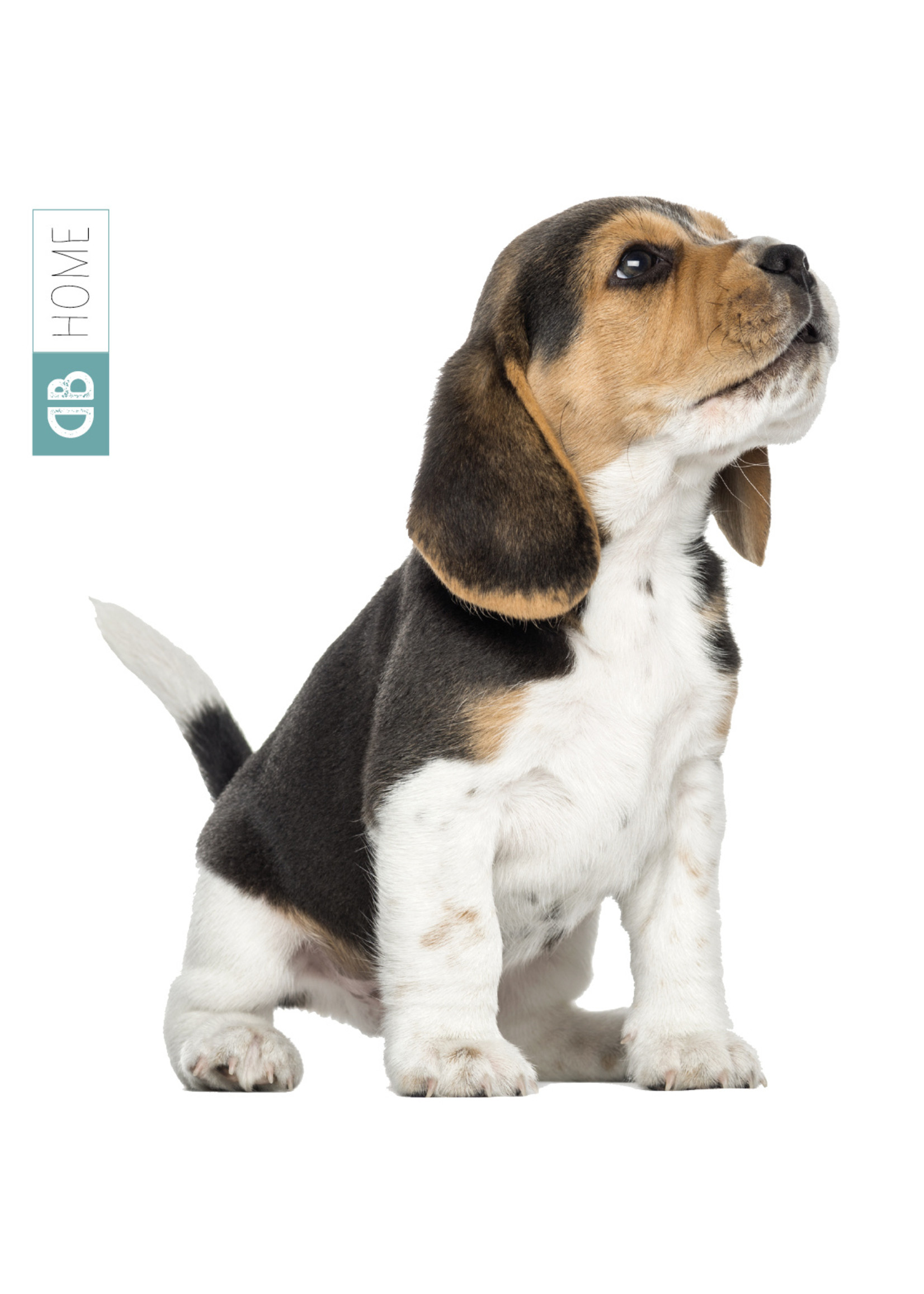 Dunnebier Home Muursticker Beagle pup - verwijderbaar