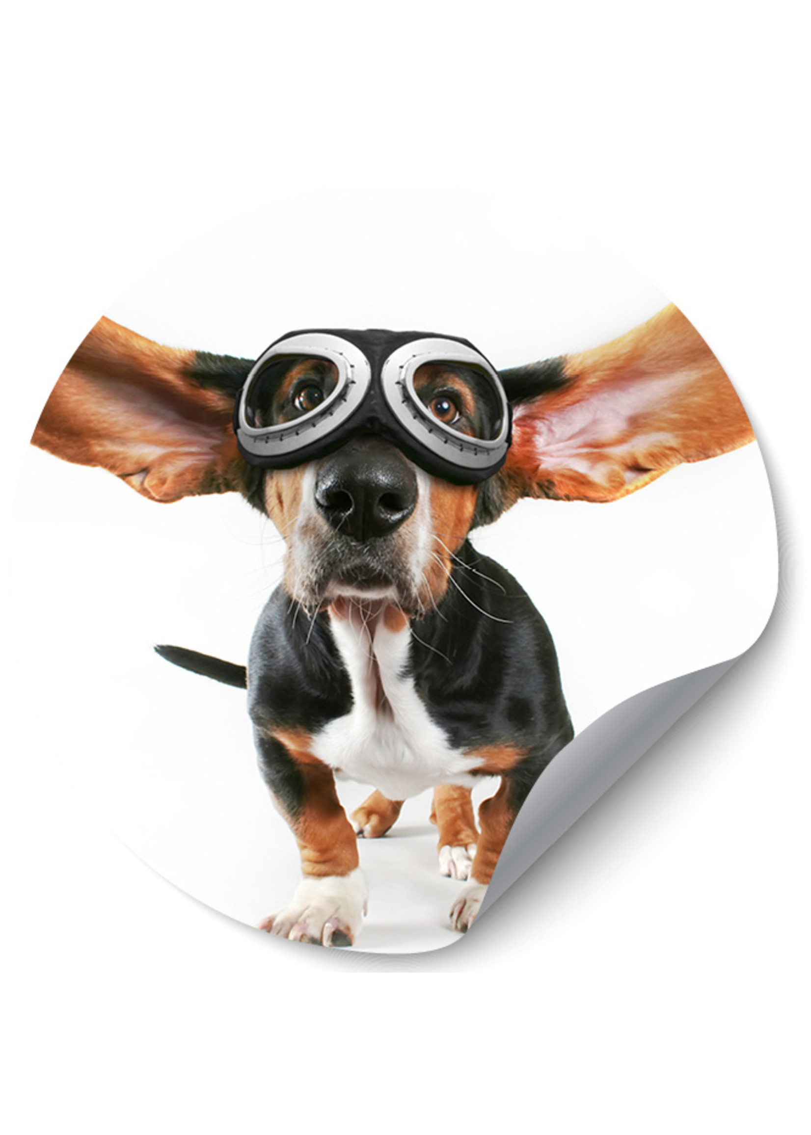 Dunnebier Home Muursticker Hond met pilotenbril - verwijderbaar