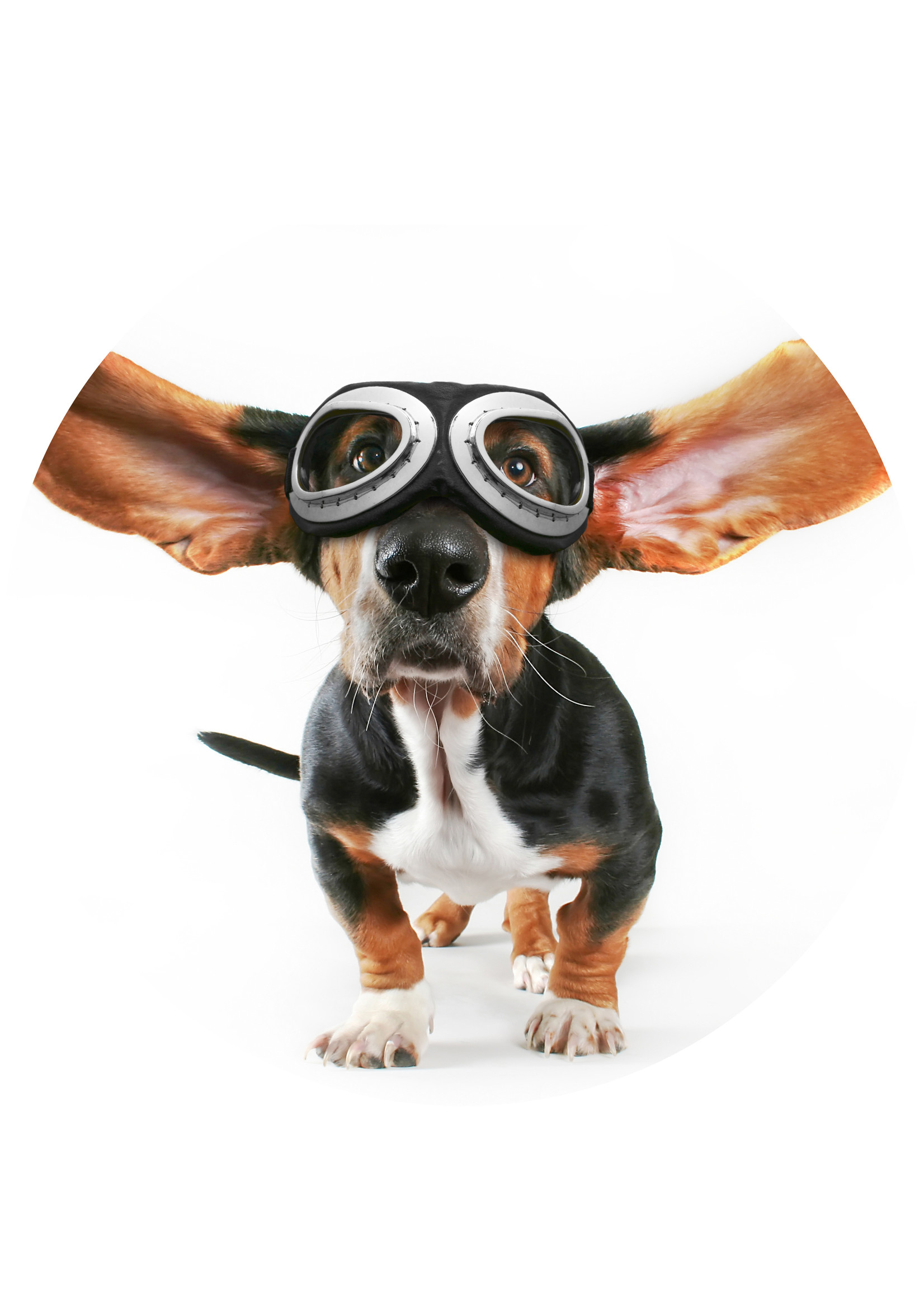 Dunnebier Home Muursticker Hond met pilotenbril - verwijderbaar