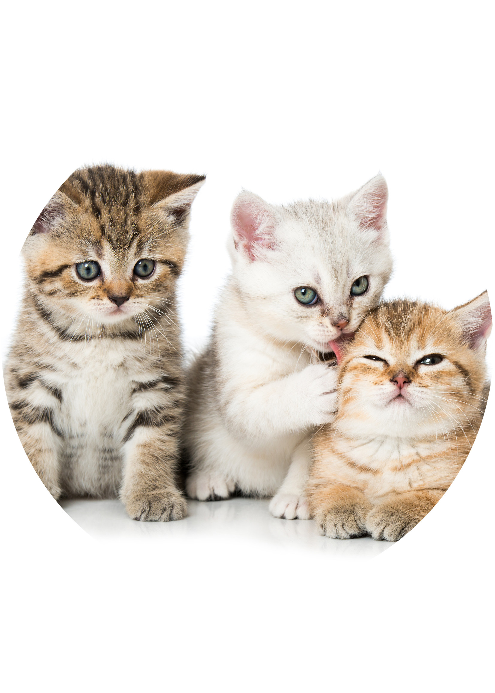 Dunnebier Home Muursticker Kittens - verwijderbaar