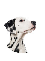 Dunnebier Home Muursticker Dalmatier