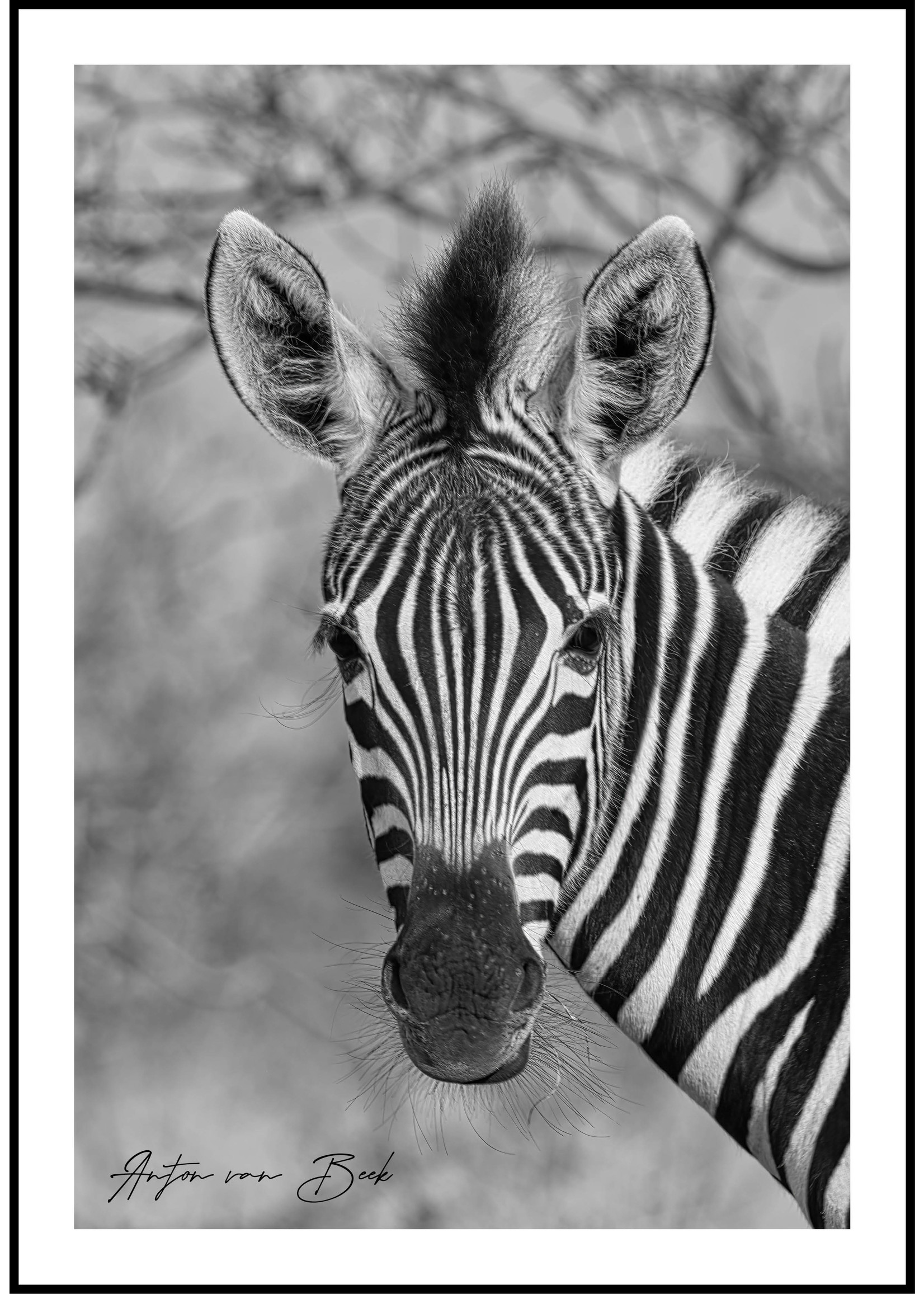 Dunnebier Home Poster Zebra - Anton van Beek Collectie