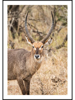 Dunnebier Home Poster Waterbok - Anton van Beek Collectie