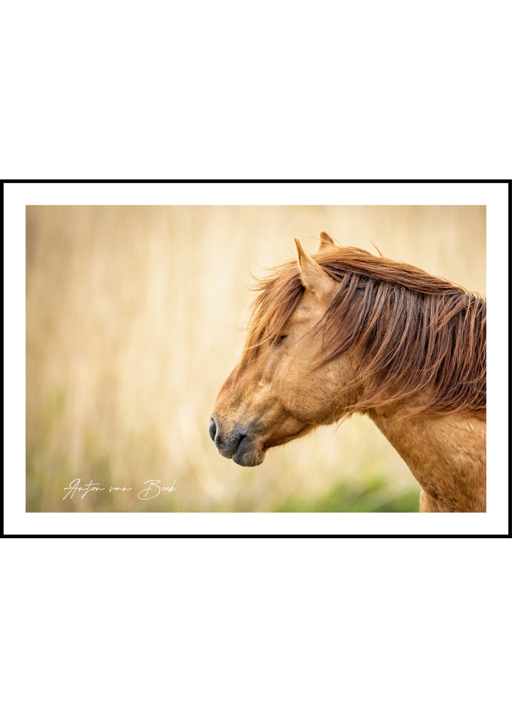 Dunnebier Home Poster Koniks paard - Anton van Beek Collectie