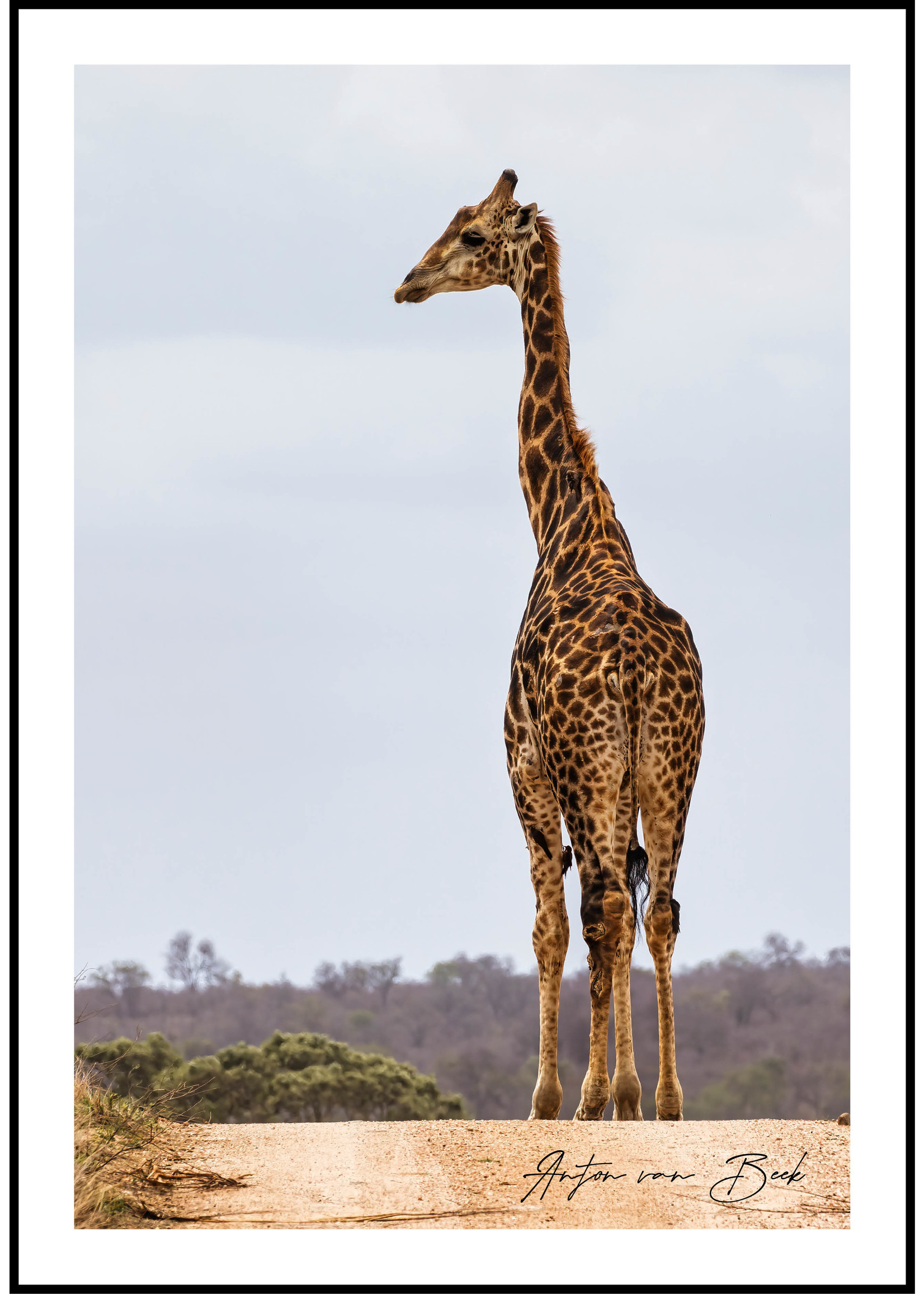 Dunnebier Home Poster Giraffe - Anton van Beek Collectie