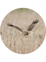 Dunnebier Home Muursticker Bruine Kiekendief_2