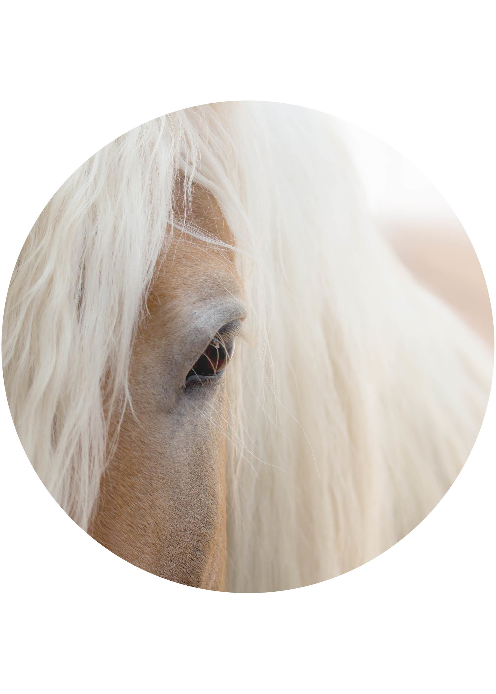 Dunnebier Home Muursticker Haflinger close-up - verwijderbaar