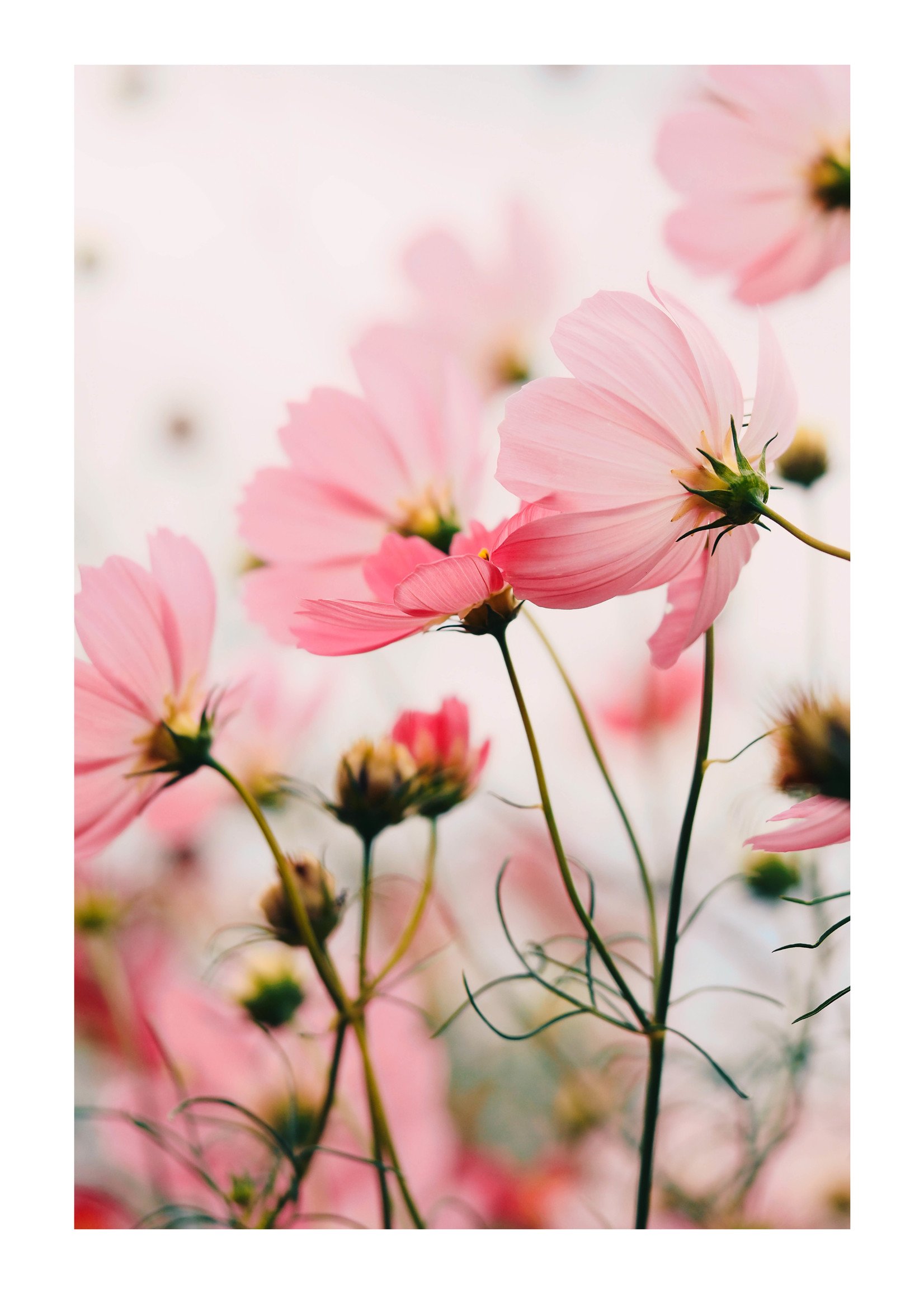 toren Blijkbaar machine Poster Roze Bloemen - Dunnebier Home