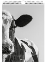 Dunnebier Home Verjaardagskalender Koeien