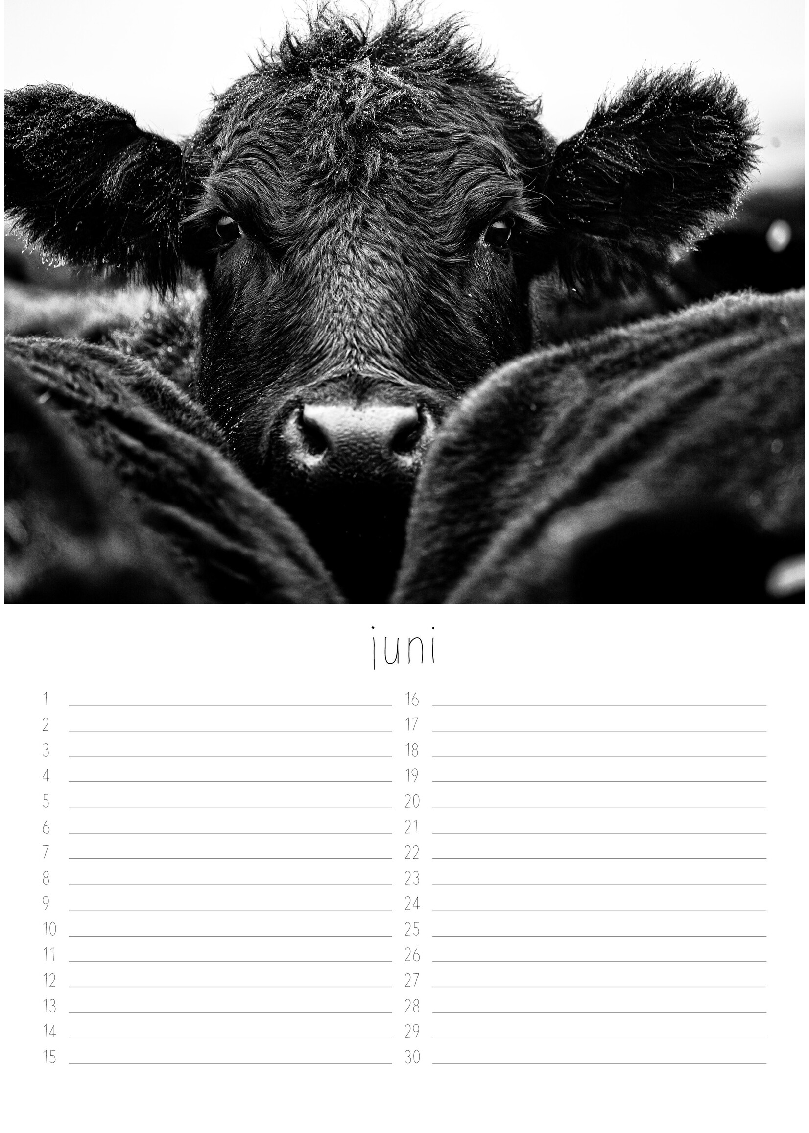 Dunnebier Home Verjaardagskalender Koeien