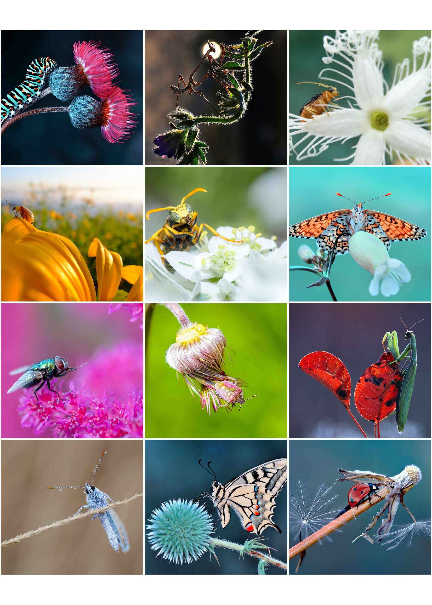 Dunnebier Home Verjaardagskalender Insecten