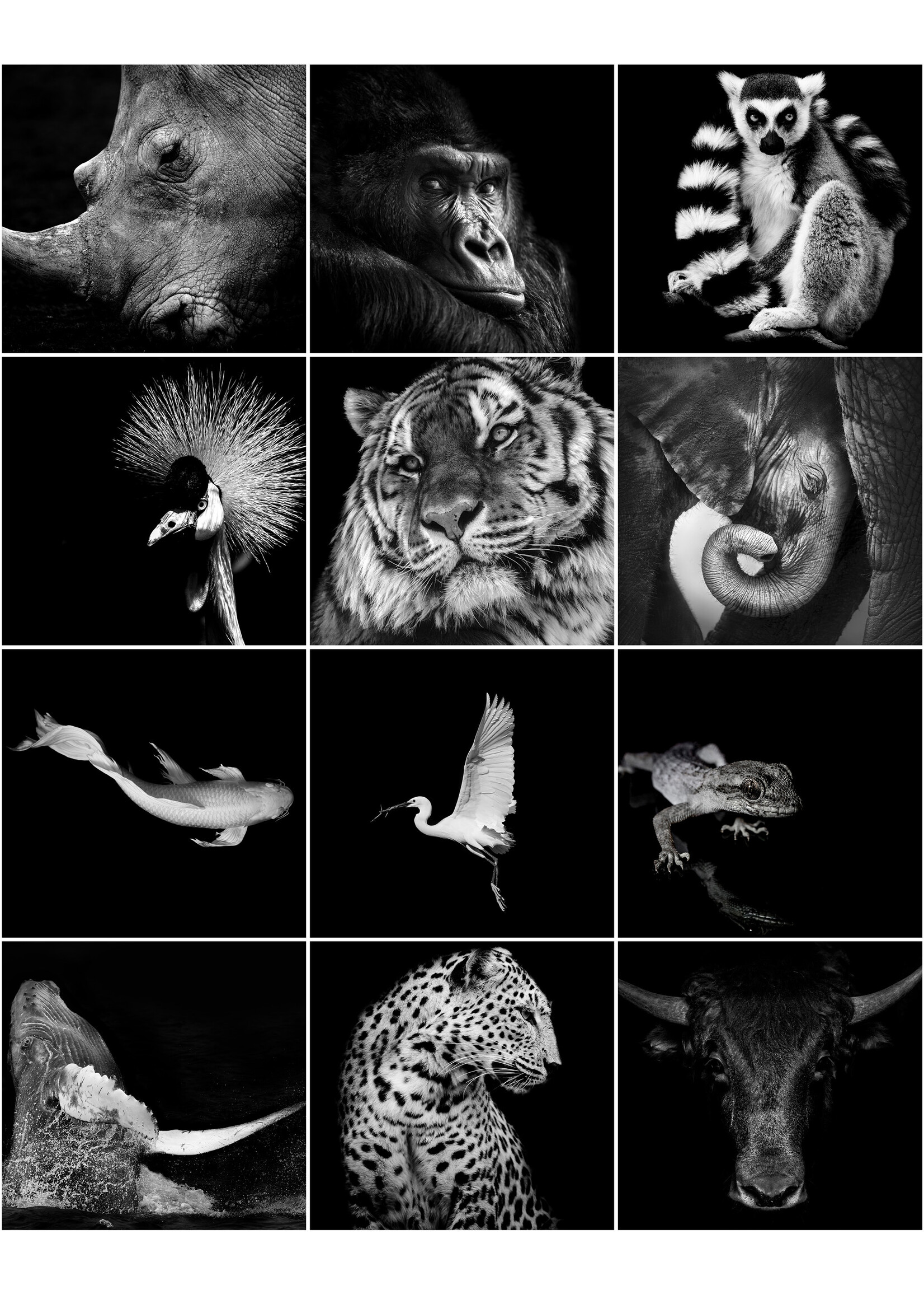 Dunnebier Home Verjaardagskalender Dieren ZW/W 2