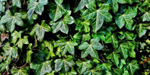 Gaas voor klimplanten