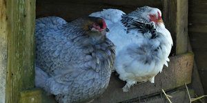 Welk kippengaas is het beste voor jouw kippenhok of kippenren?