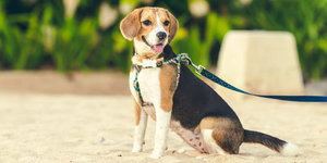 Omheining voor de hond: ideaal voor op de camping!