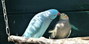 Zelf een voliere bouwen