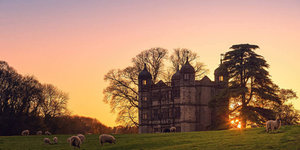 Boomkorf voor boombescherming