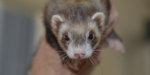 Steenmarter verjagen: zo doe je het zelf