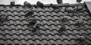 Gaas als vogelwering voor zonnepanelen