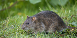 Gaas in haag tegen ongedierte
