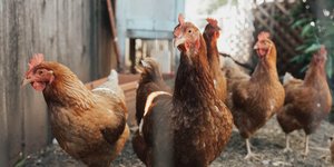 Maak van gaas een afrastering voor kippen