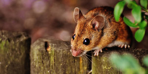 Ratten in huis voorkomen met gaas: tips en advies