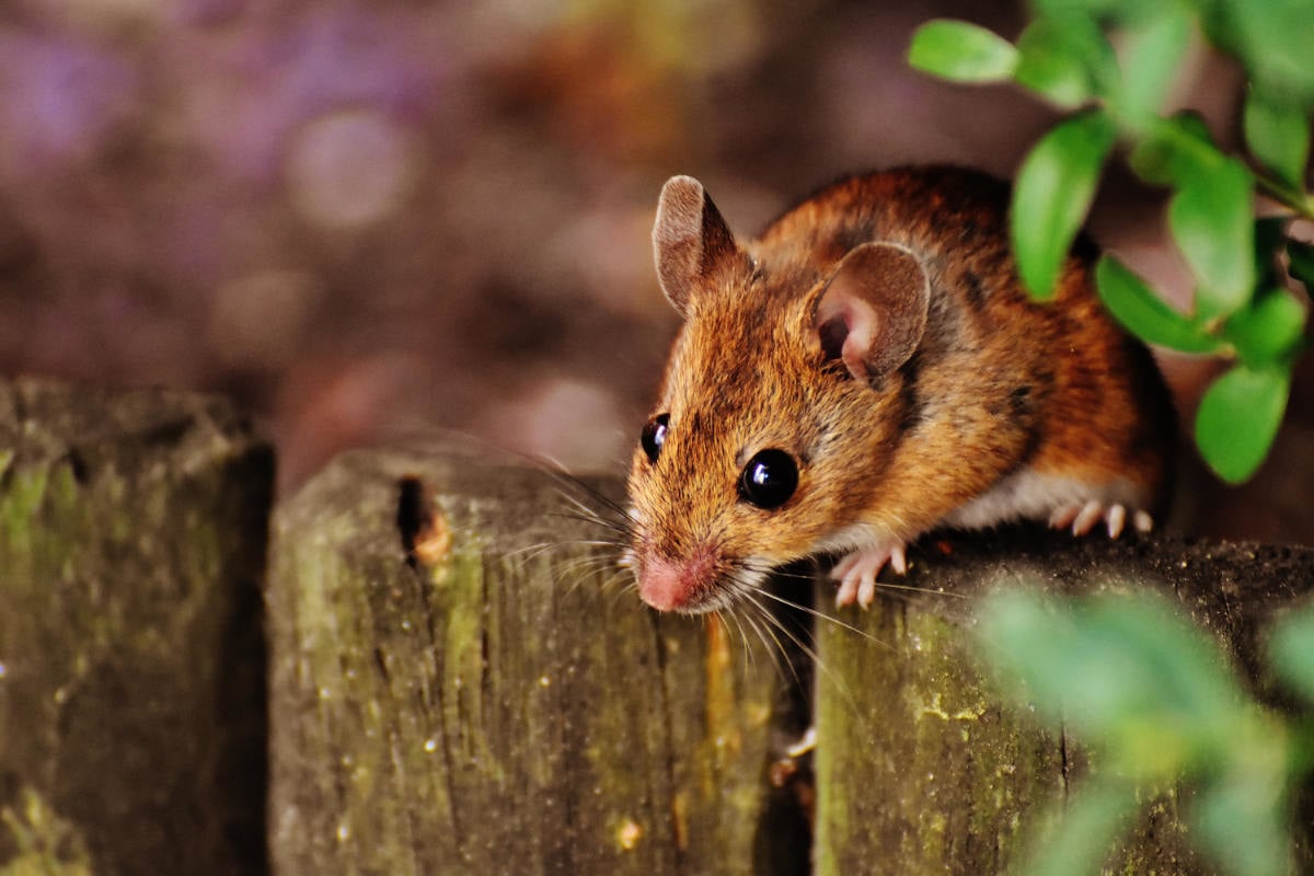 Ratten in huis voorkomen met gaas: tips en advies